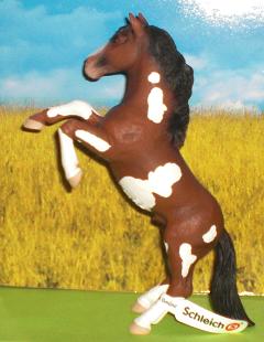 steigender Pinto