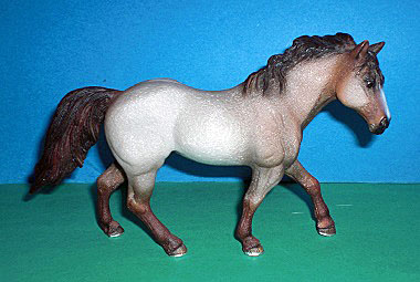 Quarter Horse Hengst